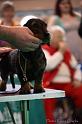 Crufts2011_2 1144